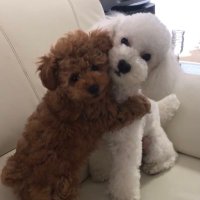 風太とりくとお父さん (@macharkieee) 's Twitter Profile