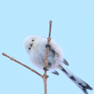 長い声の息子さんのプロフィール画像