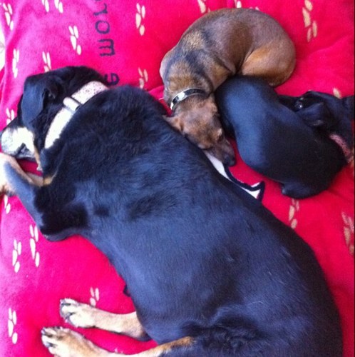 wagglebutts's profile picture. doxie penny, angel doxie nickels,doxie oliver, angel rottie bianca & rottie Natasha! We also has chicken sisters and two fishies! our momma is @doxiegirl