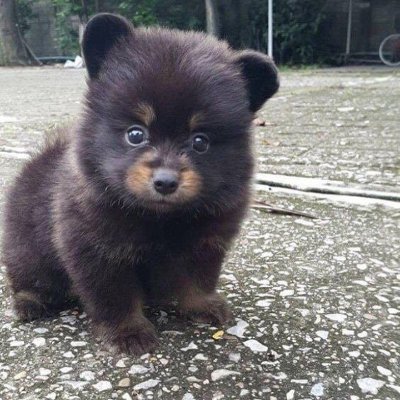 angelicabeylux's profile picture. 