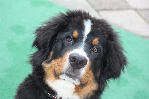 getrouwd met grote liefde Edwin,Zoon Ruben,hond Nora. Eigenaresse: De Ukkepukkies,Hobby's:Sintaktie Uithoorn & Ajoc Festival,Knotsgek & Beregezellig!