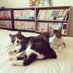 🐈🐈とうふともめんとてれちゃんとベリル🐈🐈 (@54321012345) Twitter profile photo