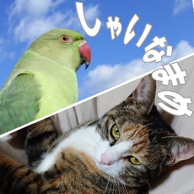 しゃいなまめ　ShainaMameさんのプロフィール画像