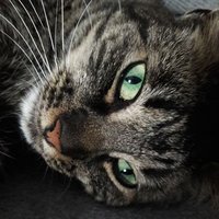 Kathrin Arckel 🐳📯 💚🤍 (@arckelkathrin) 's Twitter Profile Photo Kathrin Arckel 🐳📯 💚🤍 (@arckelkathrin) 's Twitter Profile Photo