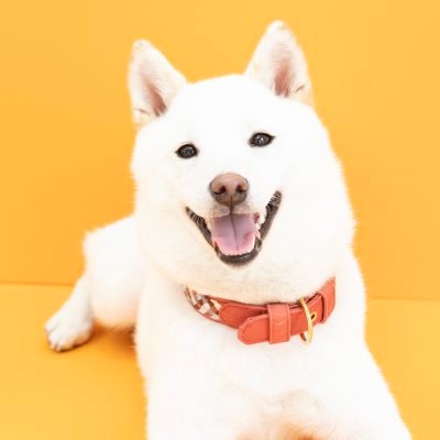柴犬ゆきみ ドッグランに行ったのにほぼ走らず ドヤ顔してたの最高だな 柴犬ゆきみ ドッグランに行ったのにほぼ走らず ドヤ顔してたの最高だな