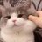 PaleesChorDo's profile image