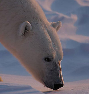 Sies54's profile picture. 