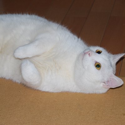 鬚ねこ