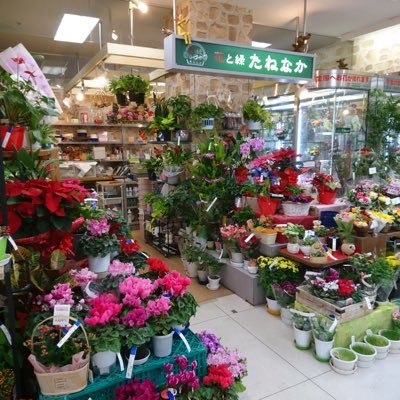 たねなかイトーヨーカドー竹ノ塚店 今話題のアロマティカス入荷しました 料理やハーブティーにも使えますが ゴキブリ対策として注目されてます アロマティカス 害虫対策 ゴキブリ タネナカ T Co Iznlqsxarn たねなかイトーヨーカドー竹ノ塚店 今話題のアロマティカス入荷しました 料理やハーブティーにも使えますが ゴキブリ対策として注目されてます アロマティカス 害虫対策 ゴキブリ タネナカ T Co Iznlqsxarn