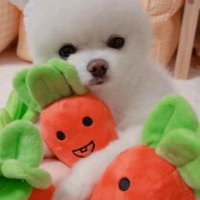 polycatceline (@polycatceline) 's Twitter Profile