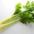 celery_0521