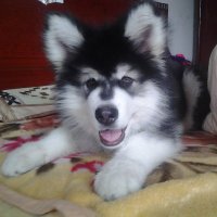 jemmawu12 (@jemmawu12) 's Twitter Profile