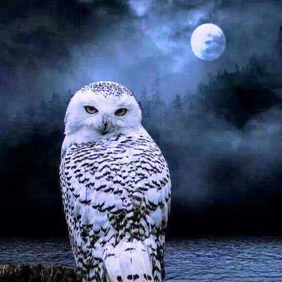 MMASTIN's profile picture. 