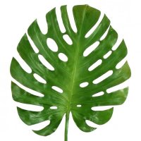 Arboreal Arch (@arborealarch) 's Twitter Profile