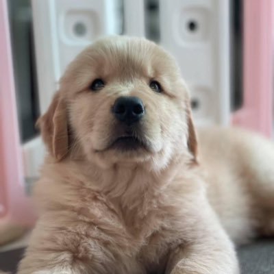 Viplike_gg's profile picture. 