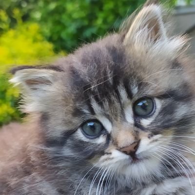 benmutedil's profile picture. yazı, edit, kedi işleri