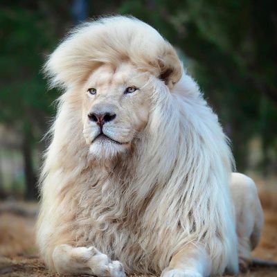 قال عمر بن الخطاب رضي الله عنه (((نحن قوم اعزنا الله بالاسلام فان ابتغينا العزة بغيره اذلنا الله)))