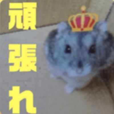 ハムスター🐹、シマリス(🐿️マロ2023年12月26日🌈🐿️リミ2023年10月6日🌈)リチャードソンジリス(🐿ろみ)、うさぎ(🐰ぴょんぴょん🐰のんのん🌈2021年10月2日)🐰らんらん🐰ゆんゆん🐰れんれん)、デグー、セキセイインコ(🐦キララ) 愛玩動物飼養管理士所持 個人的に保護活動中