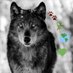 Animal & Nature Activist (@1animalactivist) Twitter profile photo Animal & Nature Activist (@1animalactivist) Twitter profile photo