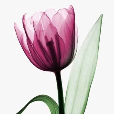 Positivity103's profile picture. لا يعرف اليأسُ قلبي في شدائده.. اليأسُ كفرٌ و قلبي النور و الأملُ⚡