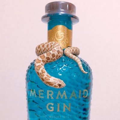 deepsea_ochiru's profile picture. 兎＆蛇&亀飼いバーテンダー𓆗𓆙空想上のお店@XmUce