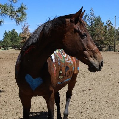 Welcome to Leading With Horses at Second Chance Ranch! A nonprofit, collaborative mental health platform for therapists to use Equine Assisted Psychotherapy