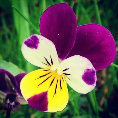 beckyfuzzy's profile picture. I have autism.