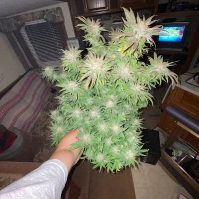 Professional Rod Buster | Professional Blunt Blower | Semi Professional Dope Grower | 👻- Jaystyloh |