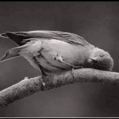 HGiDgTUXcFBatuJ's profile picture. احب المرح والمتعه والسفر والطبيعه