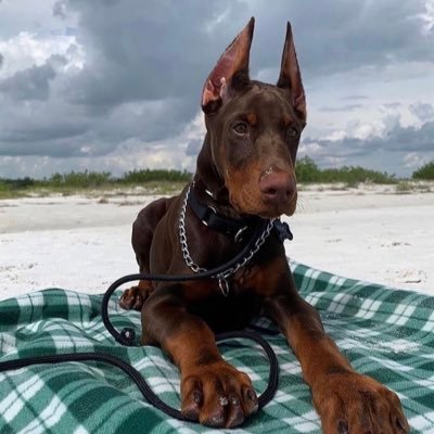 toqhi_'s profile picture. 