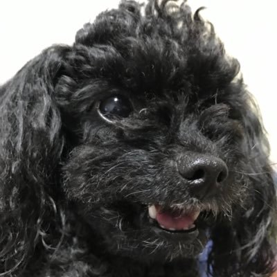 suminiisan's profile picture. 独身、ゲーム、パチスロかパチンコと仕事しかしてません。車買った。スバルレヴォーグSTI2400/パチスロパチンコ垢/車垢