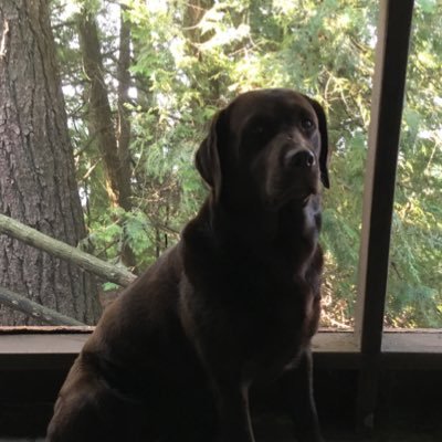 I’m a chocolate lab who loves people, life, nature and other animals. I’m interested in animal welfare, the environment and finding homes for other pets.