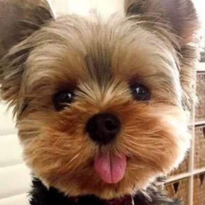 killawattannie's profile picture. The Constitution, funny people, kids & pets, anti-Apartheid always