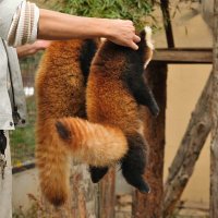 en (@en_chan5) 's Twitter Profile Photo