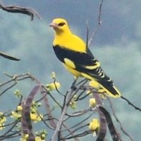 C KRISHNAGOPAL (@krishkaran2009) 's Twitter Profile