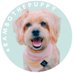 Rambo the Puppy (@rambothepuppy) Twitter profile photo Rambo the Puppy (@rambothepuppy) Twitter profile photo