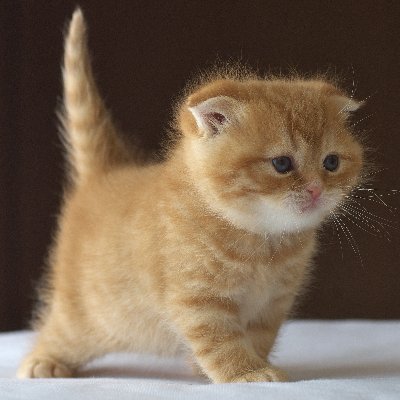 うい (♀)たれ耳猫アイドル目指します♪さんのプロフィール画像