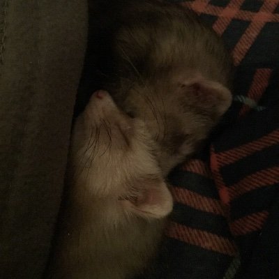 My name is Vince and i post pictures of my pets (specifically my ferrets!) to try and make your day a little better :)
they/he