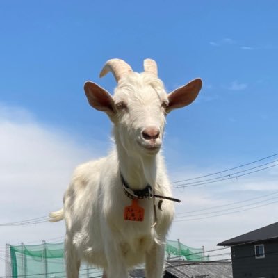 大阪みさきのヤギ牧場です🐐 ときめきビーチより車で約5分！ 仔ヤギ・仔ウサギのご家族・オーナー様募集中✨ 🍖BBQご予約絶賛受付中😪定休日:水曜日、雨天休園