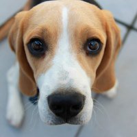 コタツの猟犬 (@qmb3daj1eb4kezo) 's Twitter Profile