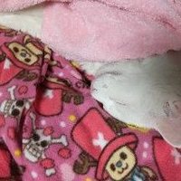 進化した、デブニャーちゃん カクヨム&なろう+その他ね? (@gbrw1kaii1quvlr) 's Twitter Profile