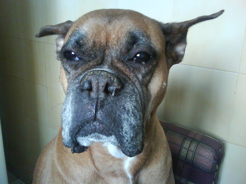 Shamot31's profile picture. Una virtud no tentada, no es una virtud, es un proyecto de virtud