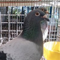 SLU AgriCoin (@agrislu) 's Twitter Profile