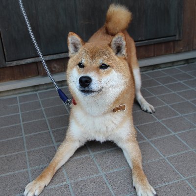 札幌在住 の柴犬です