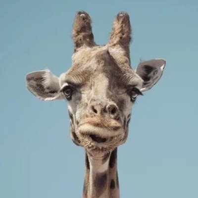 SecretGirafffe Profile Picture