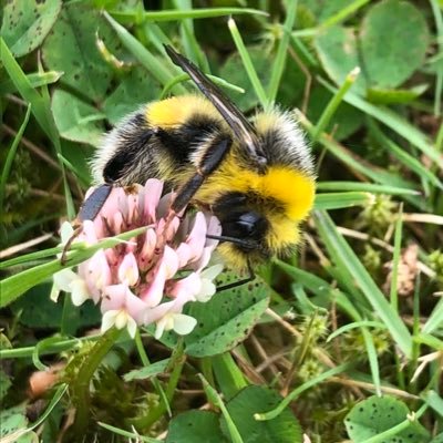 All about wildlife in Chiswick and surrounding area. Scheduled wildlife talks, wildlife surveys, hedgehog highways and daily ponderings included