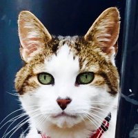 Basil & The B Team (@bionicbasil) 's Twitter Profile