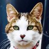BionicBasil's profile picture. Epic #catbloggers sharing Books Reviews, Products, Tips, Crafting, Giveaways & more 🌟#2 🇬🇧 Pet Blog 2019-20-21-22🌟 #CATS #CatArmy #ADOPTDONTSHOP