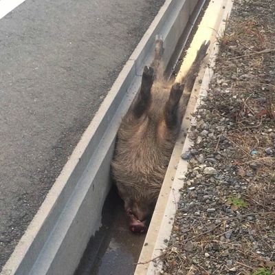 tawpupcy's profile picture. 