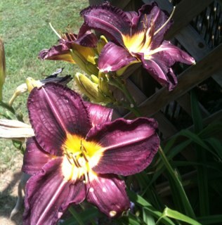 butterball_sm's profile picture. 